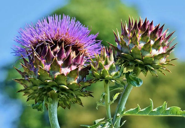 Αγκινάρα (Artichoke)