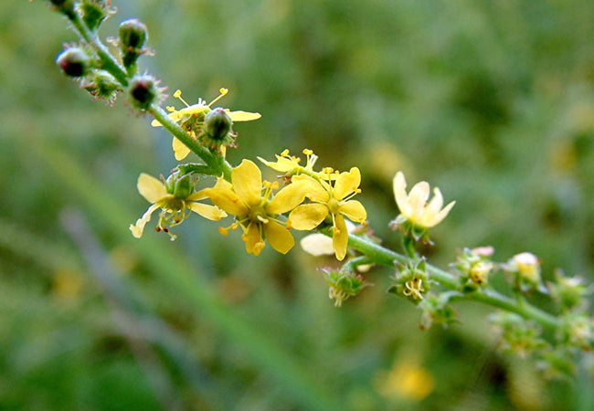 Agrimony herb – natural remedy for digestion, urinary & throat health