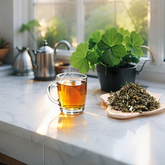 Lady’s Mantle (Alchemilla Vulgaris) – herbal balance for women’s health