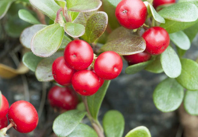 Bearberry