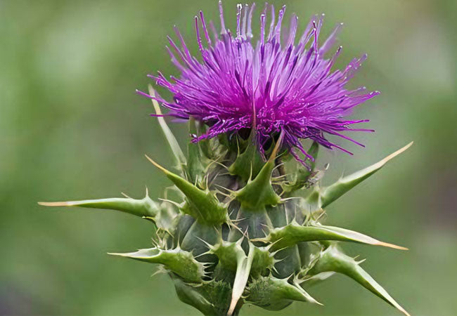 Blessed Thistle herb – digestive tonic and lactation support