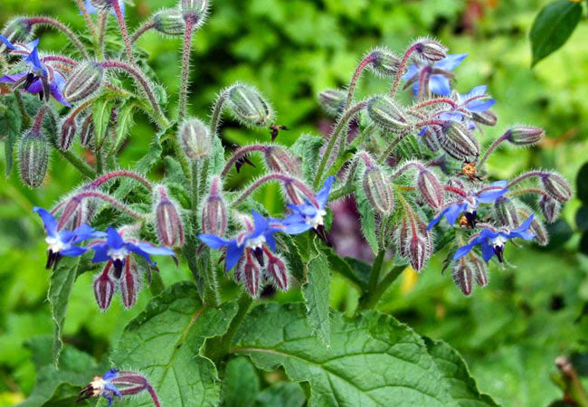 Μποράγκο (Borage)