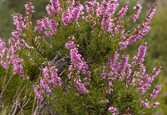 Ρείκη (Heather)