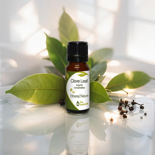 Clove Leaf Essential Oil - Natural product from Oiloherb for antiseptic & cosmetic use