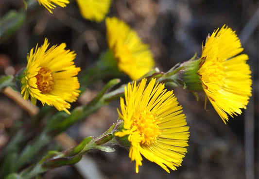 Βήχιο (Coltsfoot)