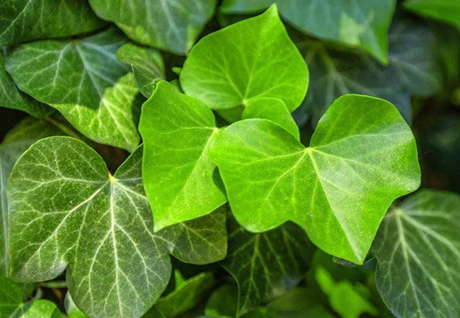 Κισσός (Common Ivy)