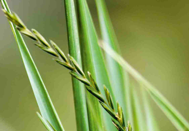 Αγριάδα (CouchGrass)