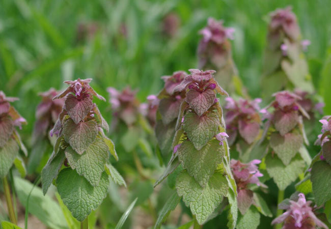 Lamium album dried herb with anti-inflammatory and healing properties