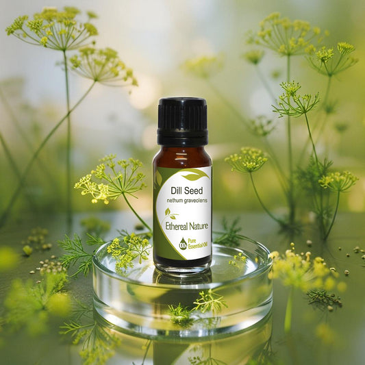 Natural Dill Essential Oil – Tonic & Relaxing for the body