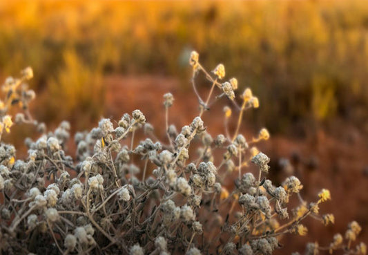 Αμάραντος (Teucrium Polium) – Το αρχαίο βότανο με σύγχρονη αξία