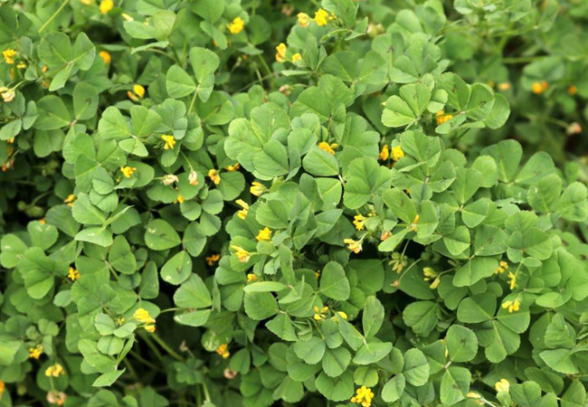 Τριγωνέλλα (Fenugreek) - Φυσική Ισορροπία, Πέψη & Ενέργεια - OiloHerb