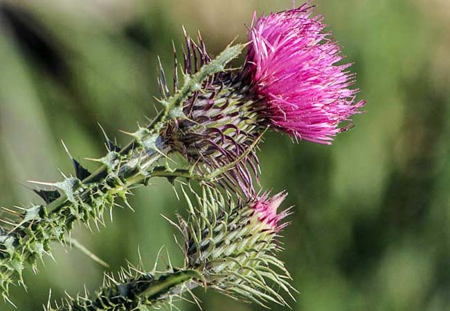 Γαϊδουράγκαθο (Thistle) - OiloHerb
