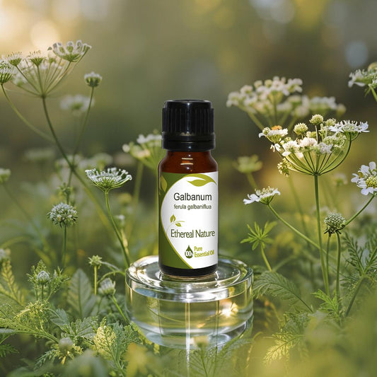Galbanum Essential Oil – Herbal Rejuvenation & Detox for Skin and Mind