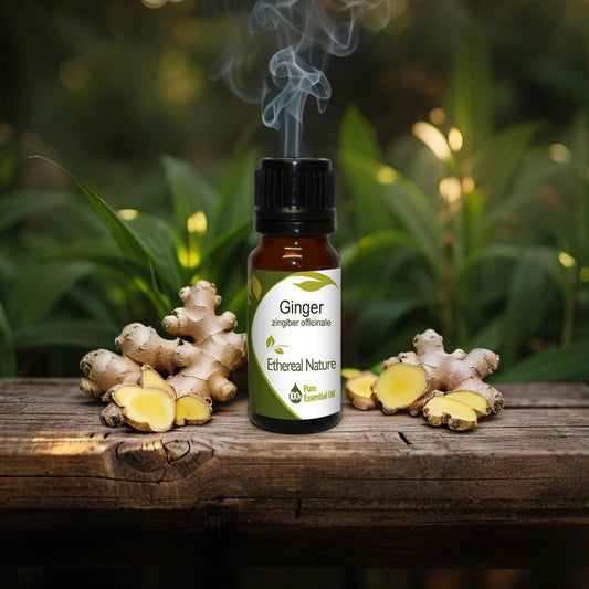 OiloHerb Ginger Essential Oil bottle with warm spicy ginger aroma