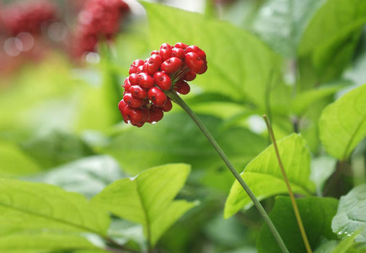 Τζίνσενγκ (Ginseng)