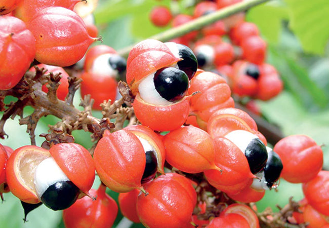 Γκουαράνα σκόνη ( Guarana powder)