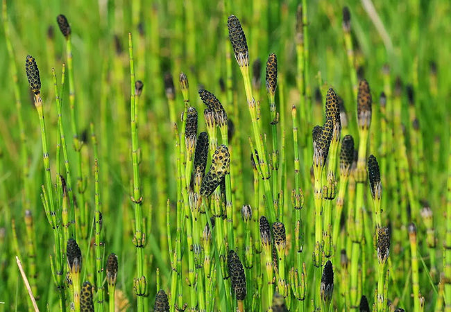 Εκουιζέτο (Horsetail)