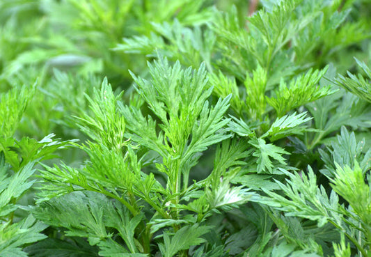 Αρτεμίσια - Αψιθιά