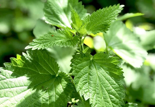 Τσουκνίδα (Nettle)