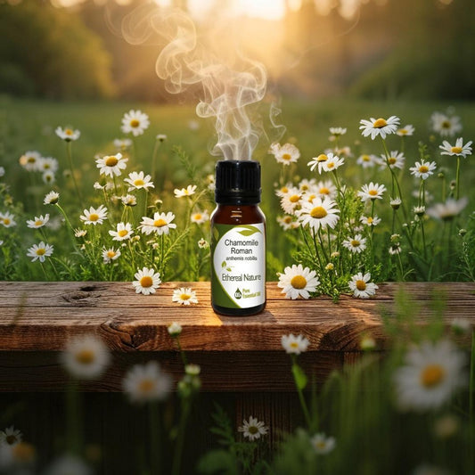 Ρωμαϊκό Αιθέριο Έλαιο Χαμομηλιού – Roman Chamomile από OiloHerb - OiloHerb