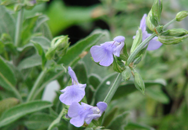 Φασκόμηλο (Sage)