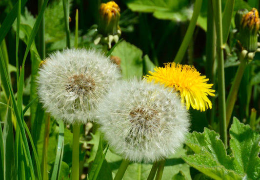 Ταραξάκο (Dandelion)