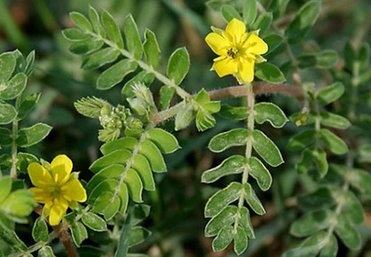 Τριβόλι (Goat Head)