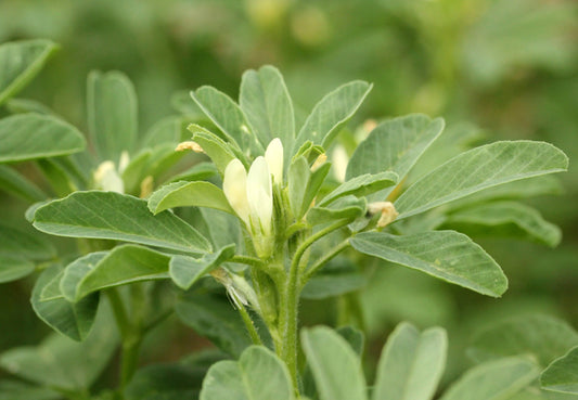 Τριγωνέλλα (Fenugreek)
