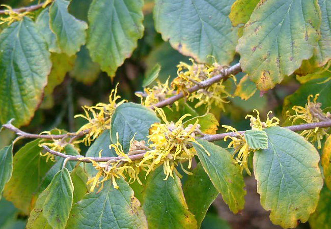 Αμαμελίδα (Witch hazel)