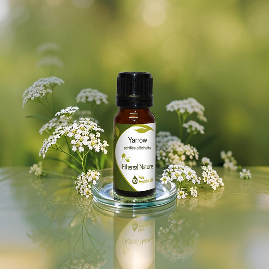 Natural Yarrow Essential Oil – Holistic Care from Nature