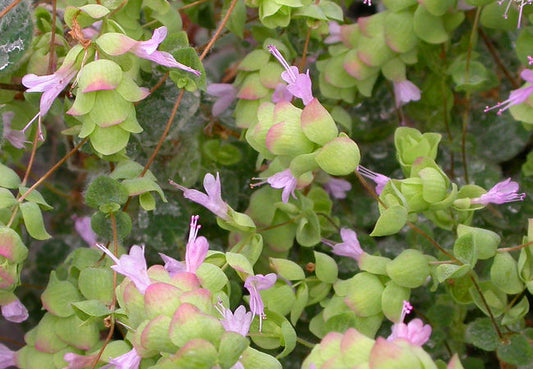 Δίκταμο (Dictamnus)