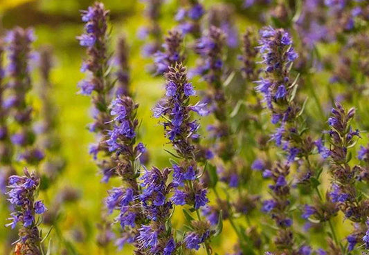 Ύσσωπος (Hyssop)