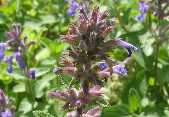 Νεπέτα (Catnip)