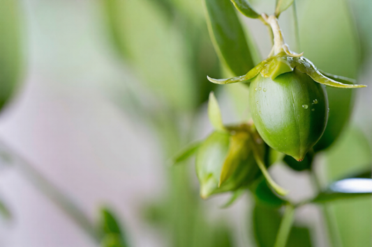Έλαιο Jojoba: Γιατί Μοιάζει με το Φυσικό Σμήγμα της Επιδερμίδας