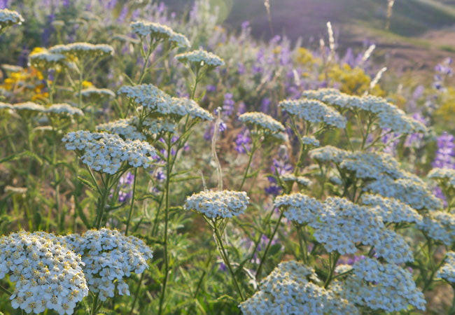 Yarrow