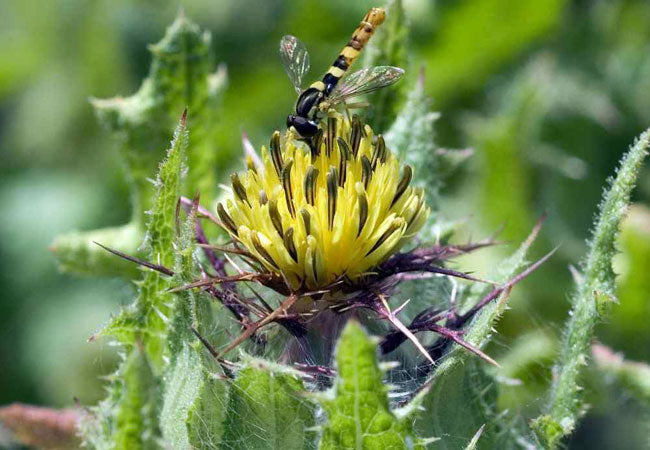 Blessed Thistle