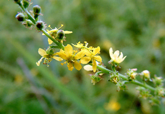 Agrimony