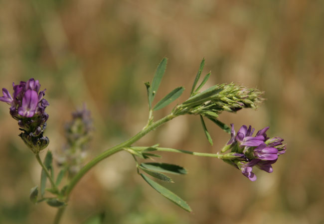 Alfalfa Medicago sativa dried herb for wellness tonic