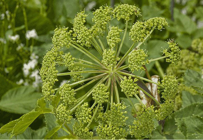 Angelica Archangelica