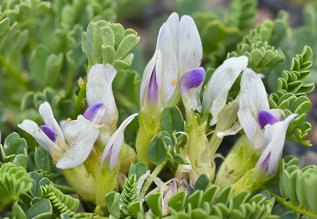 Astragalus dried herb - natural immune and wellness support