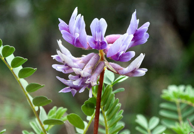 Αστράγαλος (Astragalus)