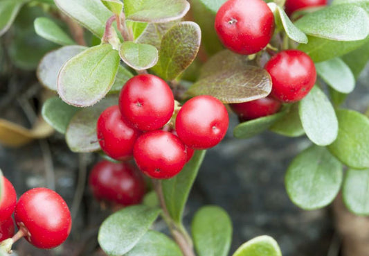 Αρκτοστάφυλος (Bearberry)