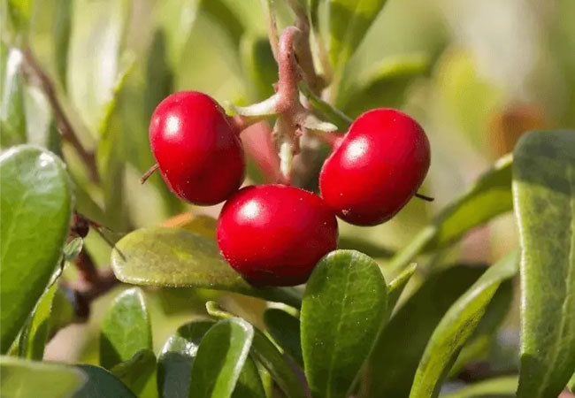Bearberry Uva Ursi leaves herbal remedy for urinary tract