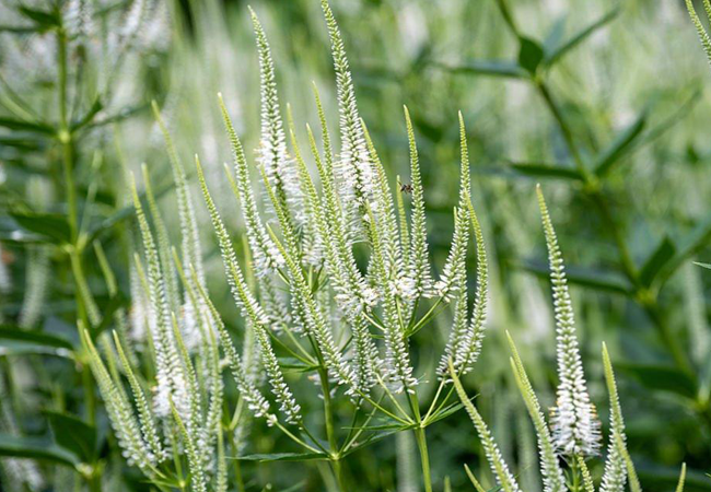Τσιμιτσιφούγκα (Black Cohosh) - Φυσική Υποστήριξη Ορμονικής Ισορροπίας & Ευεξίας - OiloHerb