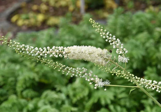 Black Cohosh