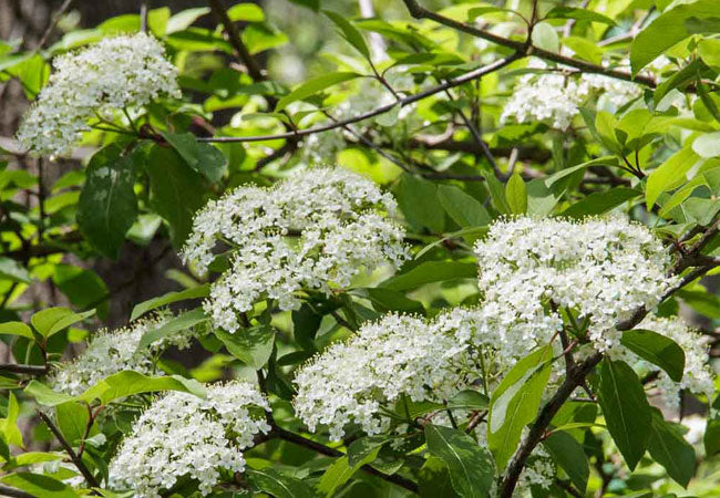 Black Haw Herb - natural dried botanical for wellness support