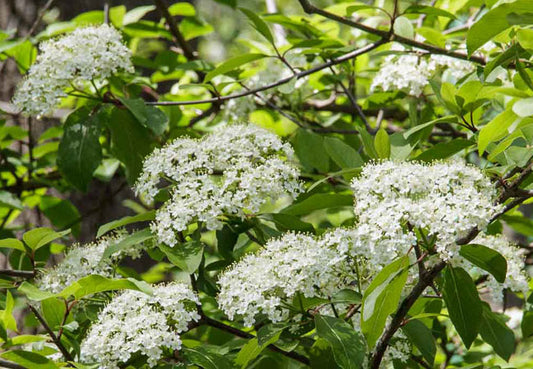 Black Haw Herb - natural dried botanical for wellness support