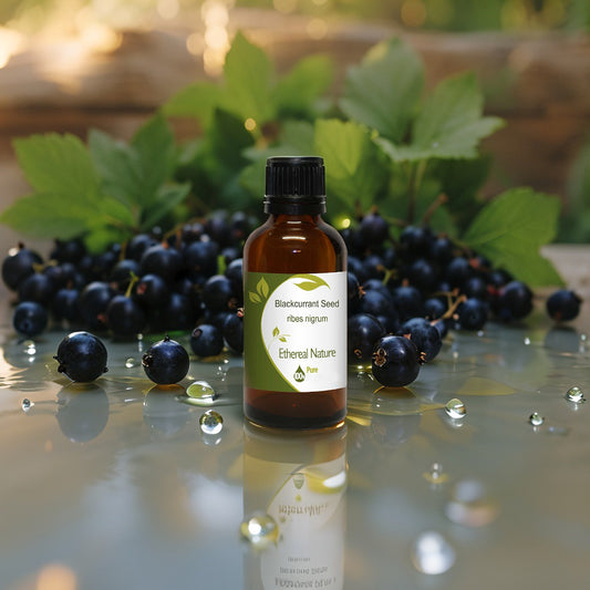 Blackcurrant Seed Oil – nourishing & protective