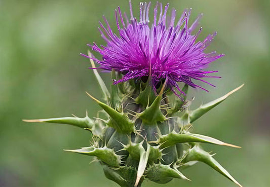 Blessed Thistle herb – digestive tonic and lactation support