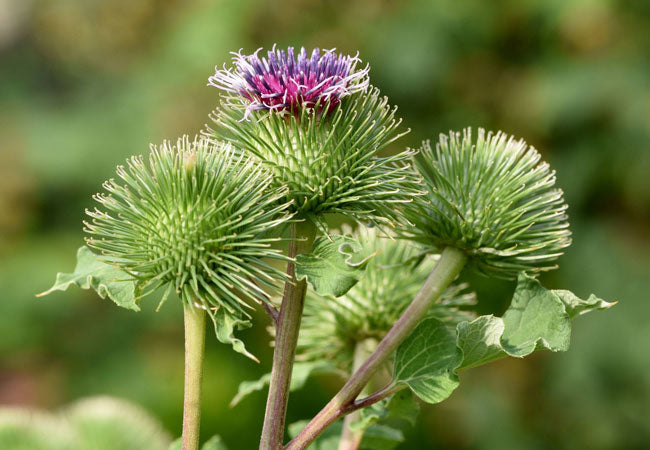 Burdock